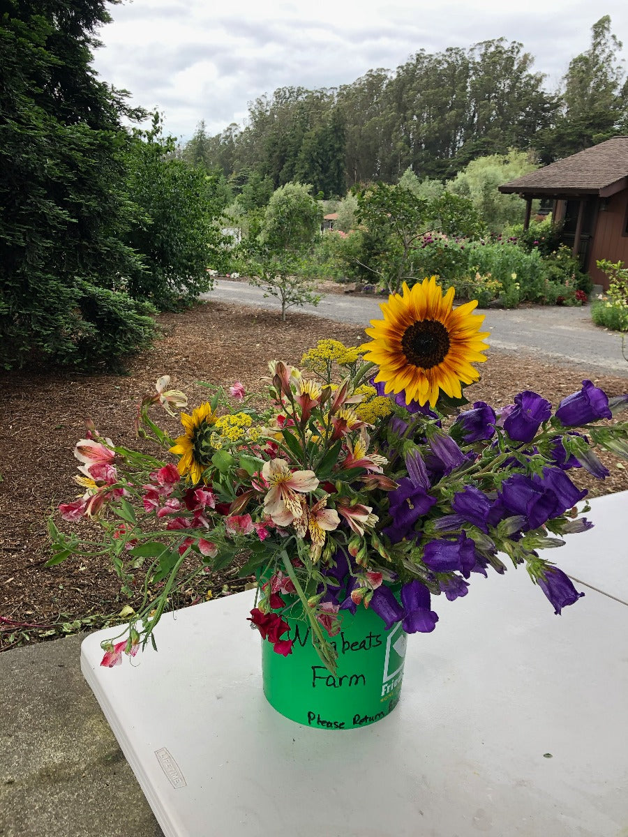 Seasonal Flowers - Assorted